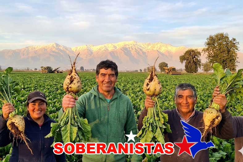Ante el gobierno anti patria: Defender la remolacha es defender la soberanía alimentaria de Chile